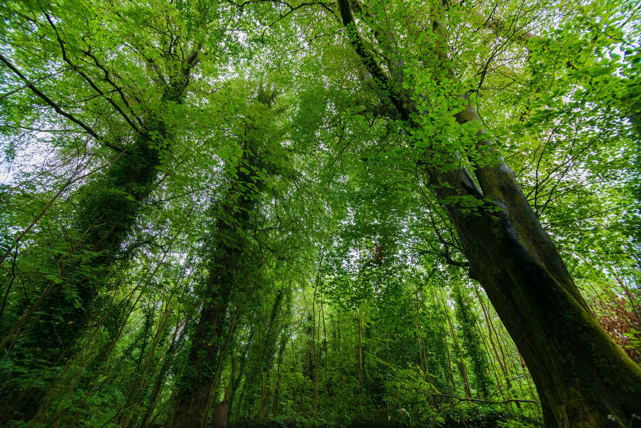 woodlands-farming-for-nature