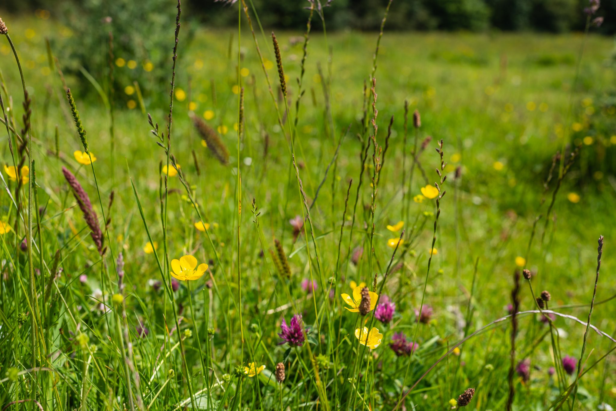 Grasslands - Farming for Nature