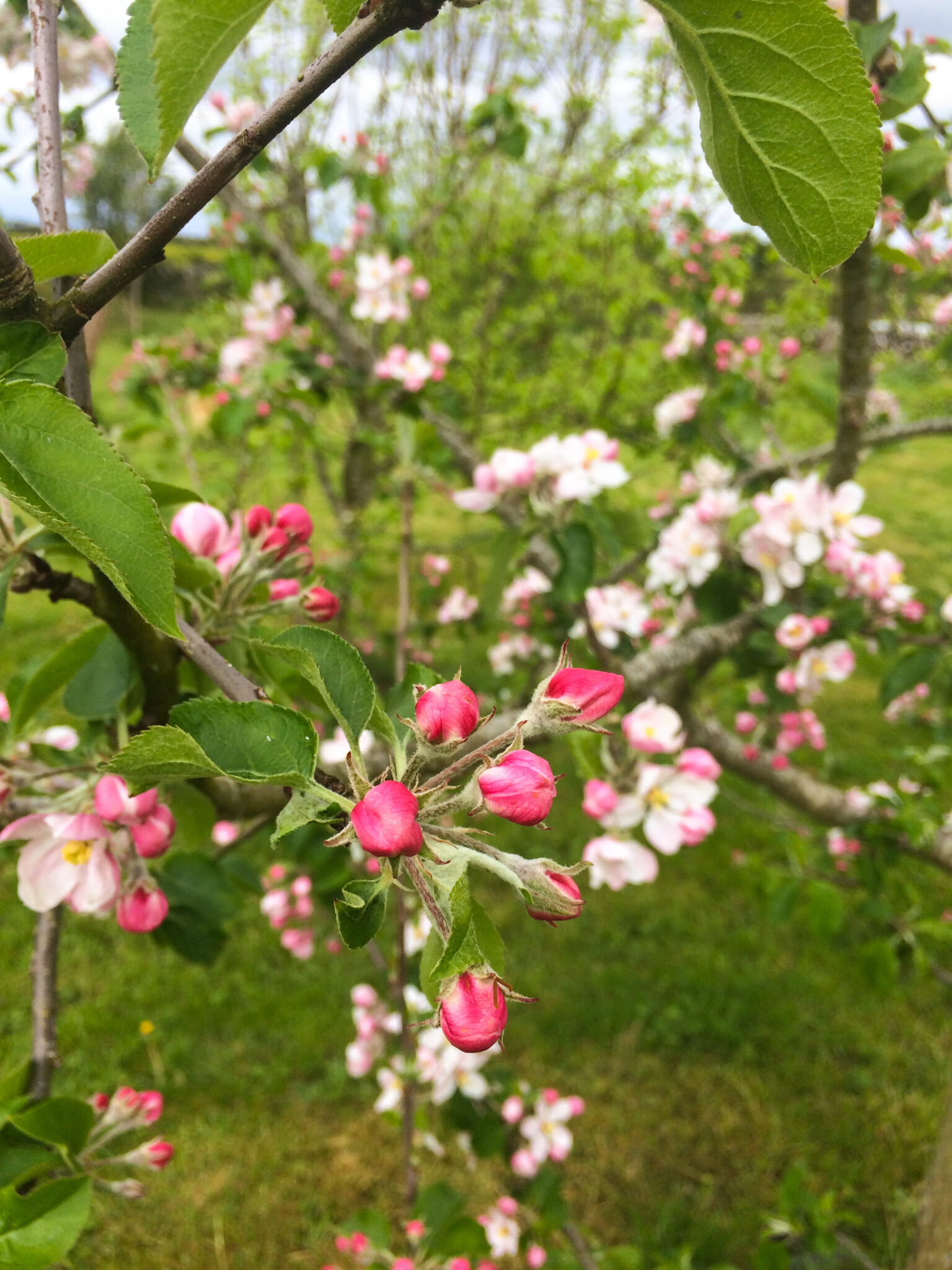 Background - Farming for Nature