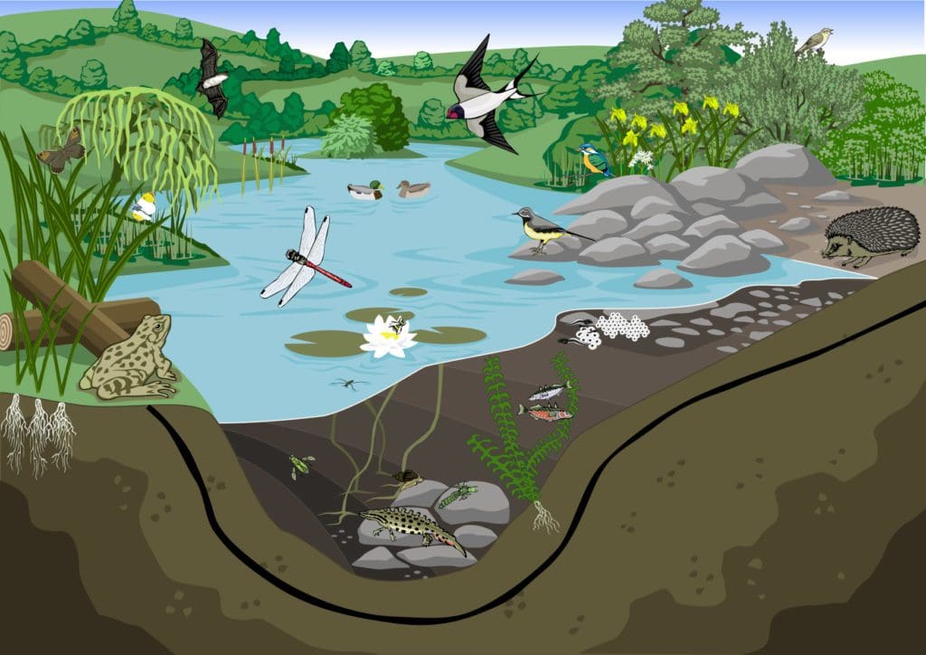 Building a Wildlife Pond on your Land - Farming for Nature